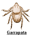 garrapata