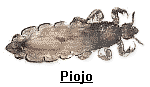 piojo