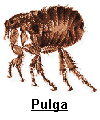 pulga